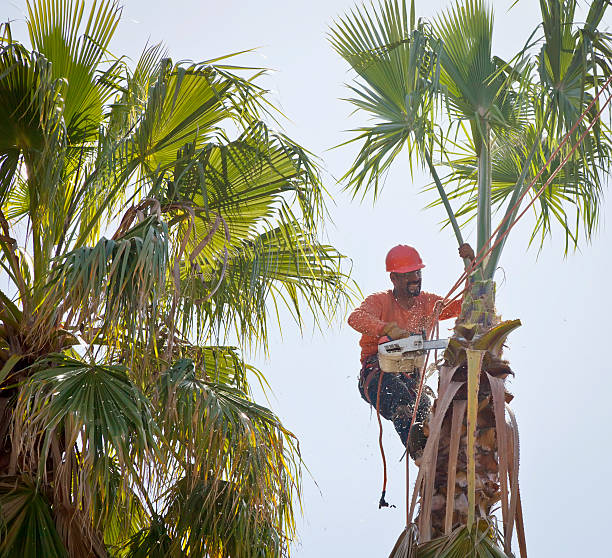 The Steps Involved in Our Tree Care Process in Ann Arbor, MI